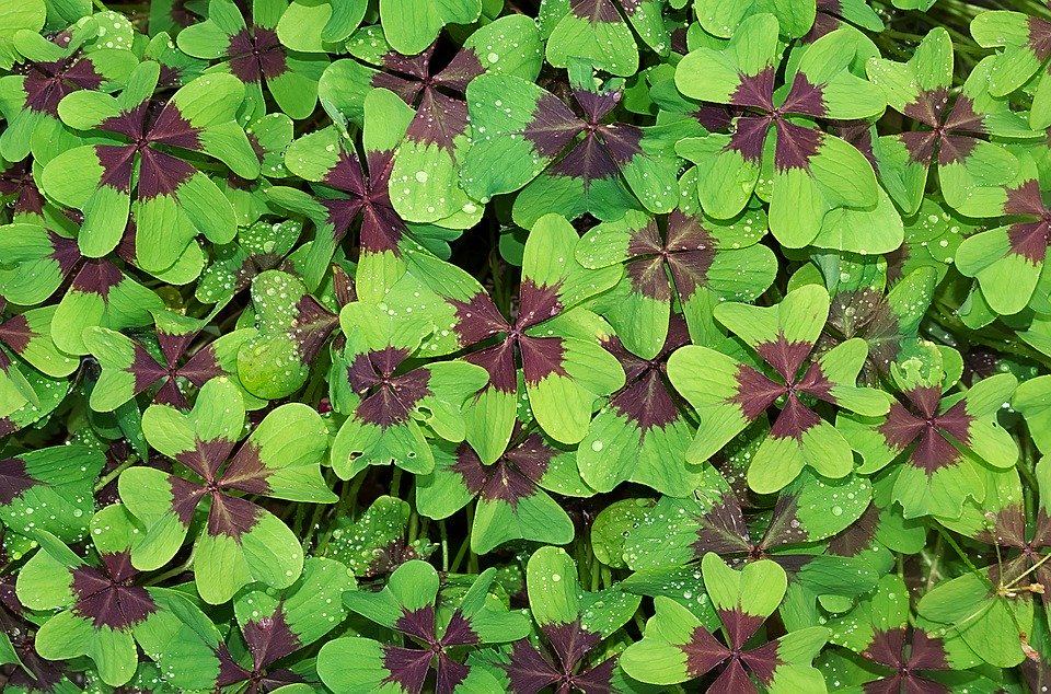 course_image